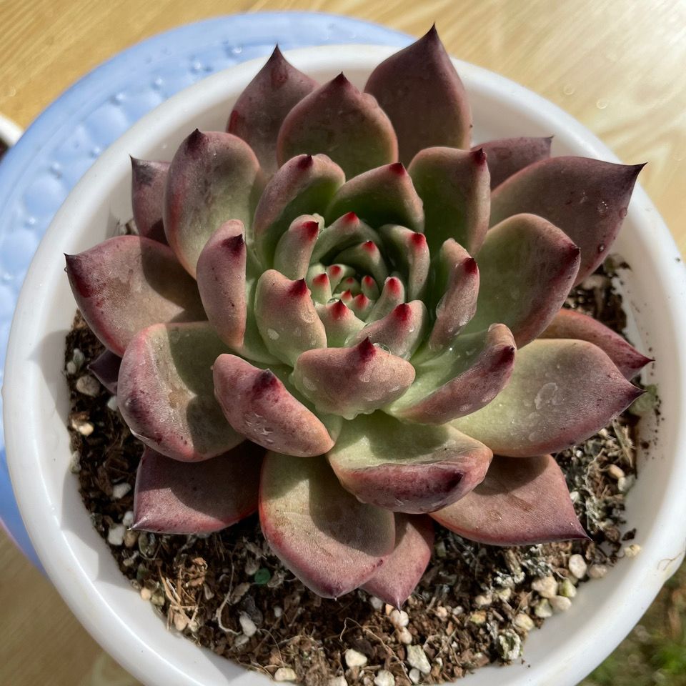 皮蛋多肉植物盆栽花卉绿植云南基地多肉【2月24日发完】