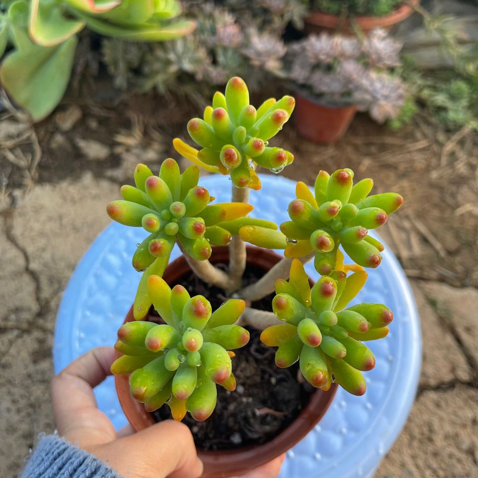 八千代多肉植物盆栽花卉绿植云南基地萌宠