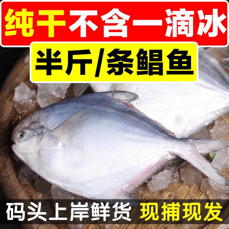 【半斤/条白鲳鱼】新鲜鲜活野生鲳鱼海鲳鱼平鱼银鲳鱼海鱼海-新