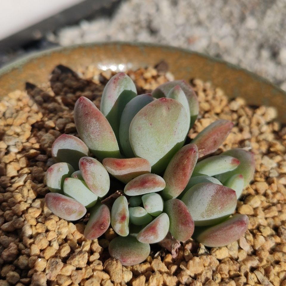 【冷香】贵货老桩多肉植物绿植景天科莲花座盆栽花卉室内防辐射【2月
