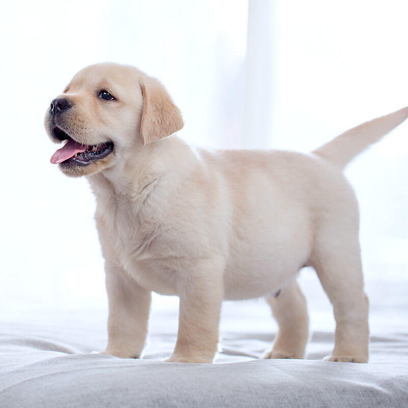 拉布拉多幼犬小狗活体宠物狗大型犬黑色拉布拉多混血活体神犬小七【2