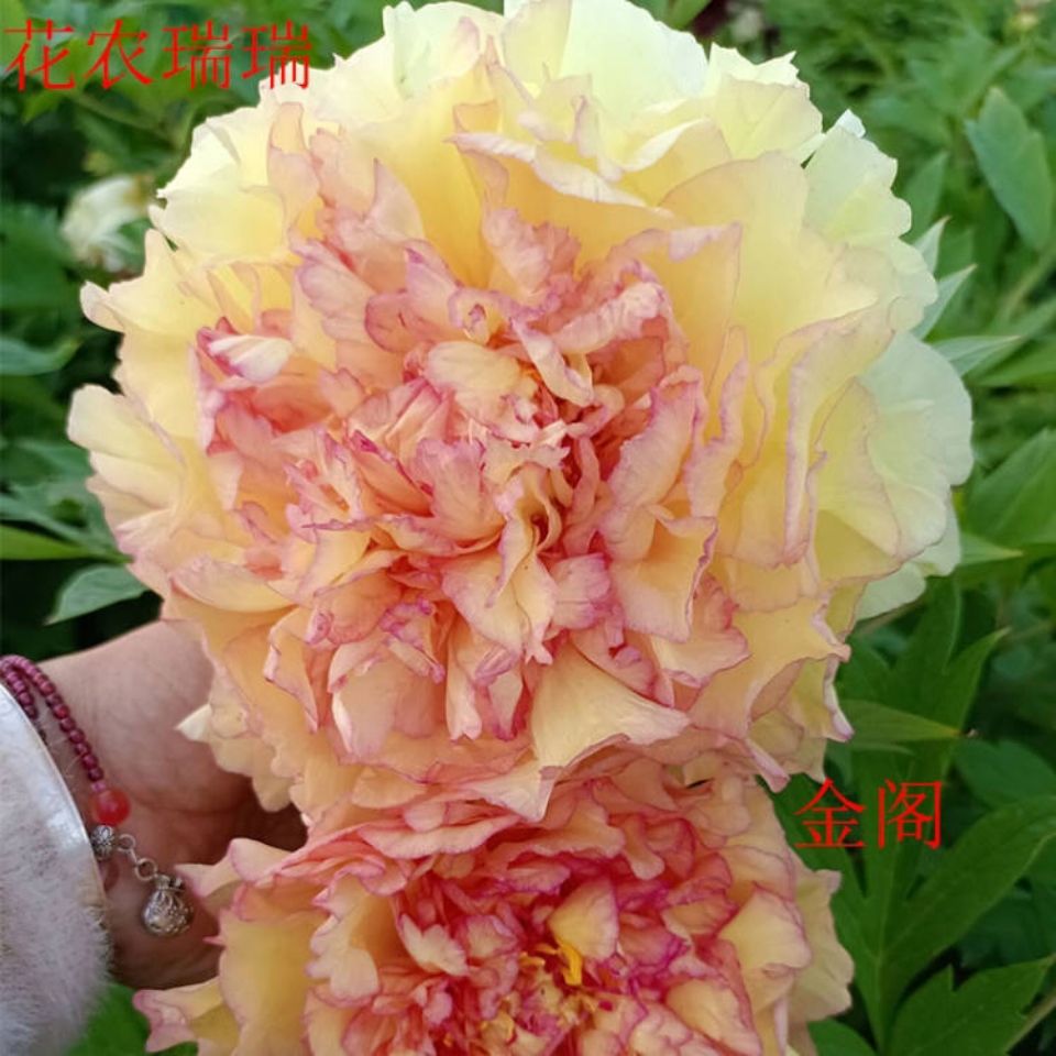 牡丹大王 金阁 正宗重瓣庭院花盆栽洛阳菏泽牡丹花苗 2022