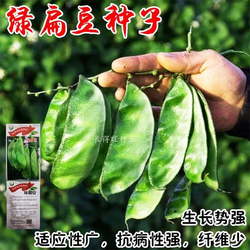 绿眉豆种子 绿扁豆籽种 阳台庭院盆栽种植 绿色蔬果扁豆 蔬菜种子