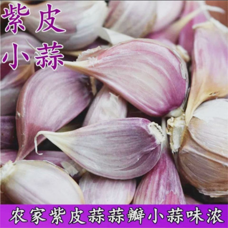 正宗四川蒜香蒜苗白帽蒜苔香蒜抗寒抗虫抗病能力强存放种植时期长