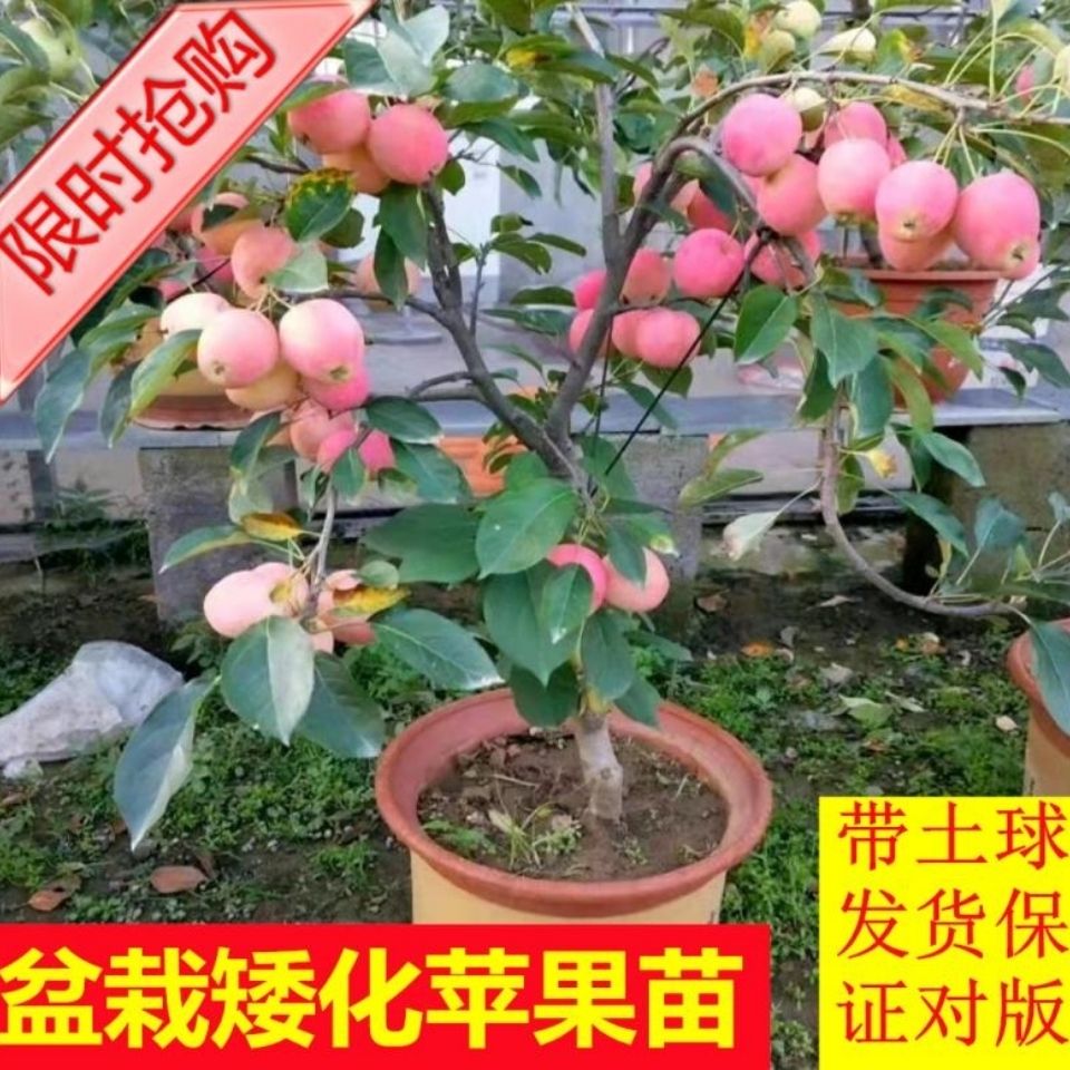 盆栽苹果树苗地栽南方北方种植耐严寒当年结果矮化室内一年四季