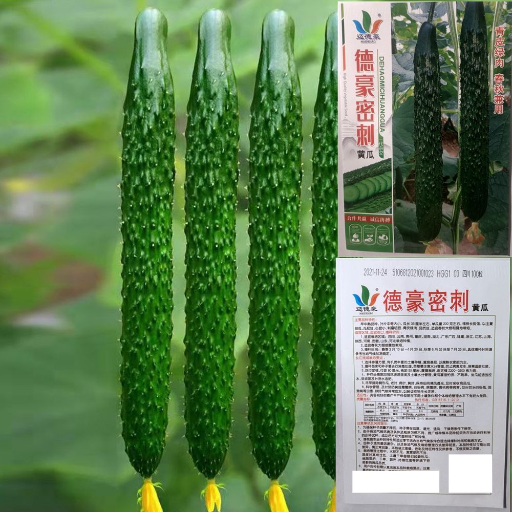 春秋种植密刺黄瓜种子油亮型油青黄瓜种子青皮绿肉100粒装产量高