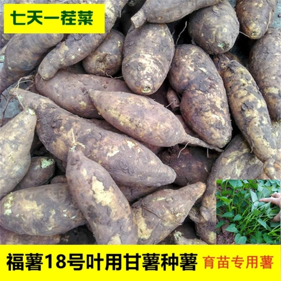 福薯18号叶用型甘薯种子专吃叶子地瓜番薯苕尖红薯种育苗专用种薯