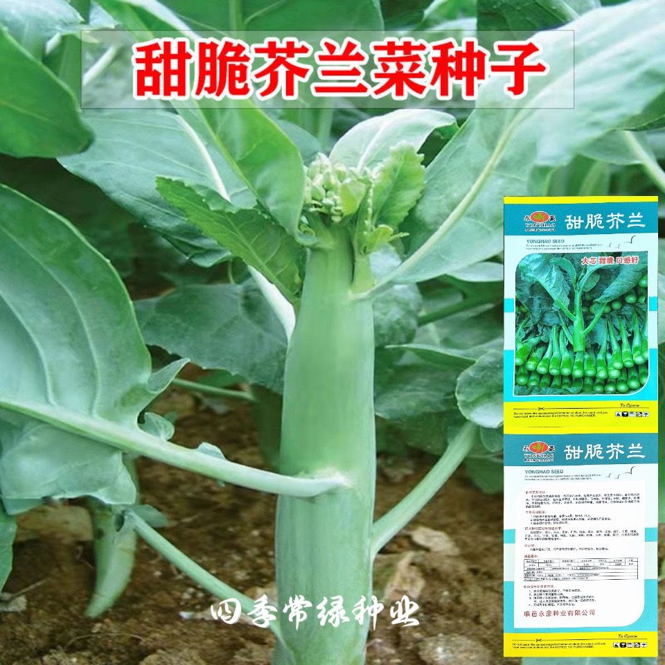 中粗芥蓝种子 芥兰菜种子 粗条菜心种四季播菜园植耐热耐寒秋季种
