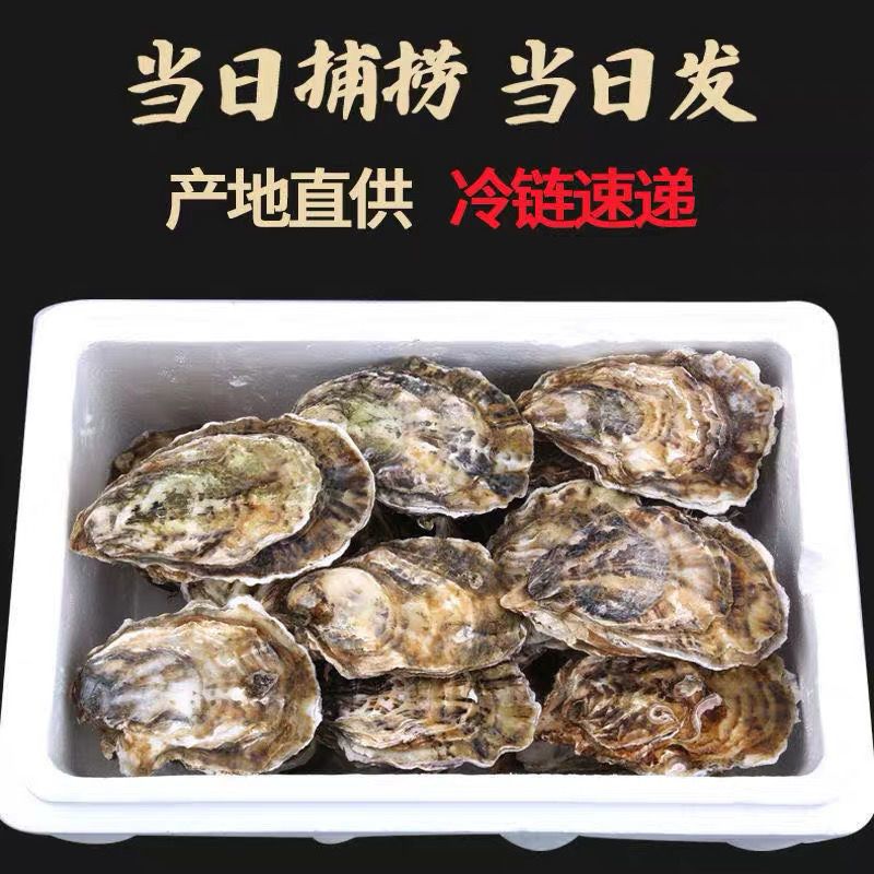 新鲜现捕乳山生蚝鲜活高品质带壳海蛎子特大牡蛎贝壳即食海鲜