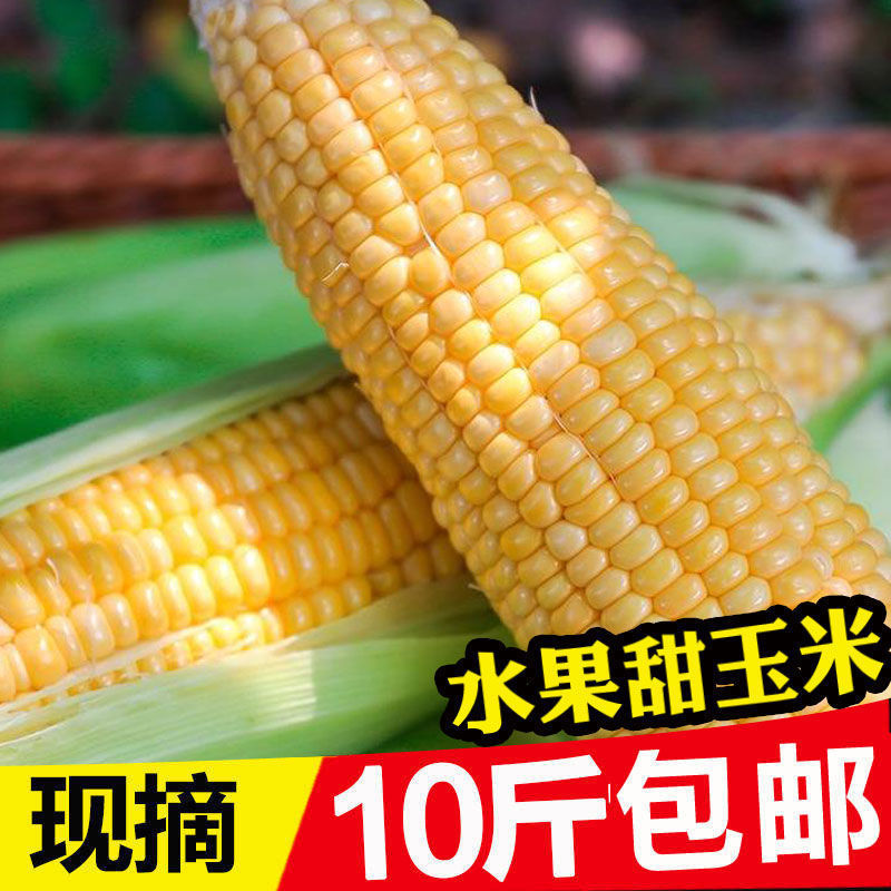 【大促销】现摘新鲜水果玉米饱满玉米粒整箱可生食用甜玉米棒当季