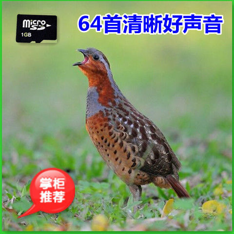清晰版竹鸡声音内存卡竹鸡叫声专用大自然鸟叫声欣赏公叫母嗑tf卡