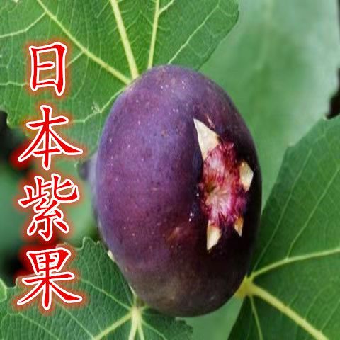 日本紫果无花果树苗大紫果无花果苗南方北方四季种植当年结果树苗