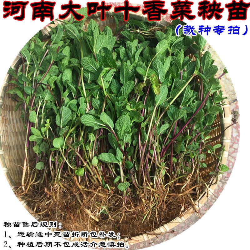 【大促销】河南十香菜250g包邮十香菜苗五香叶菜石香菜藿香叶菜藿