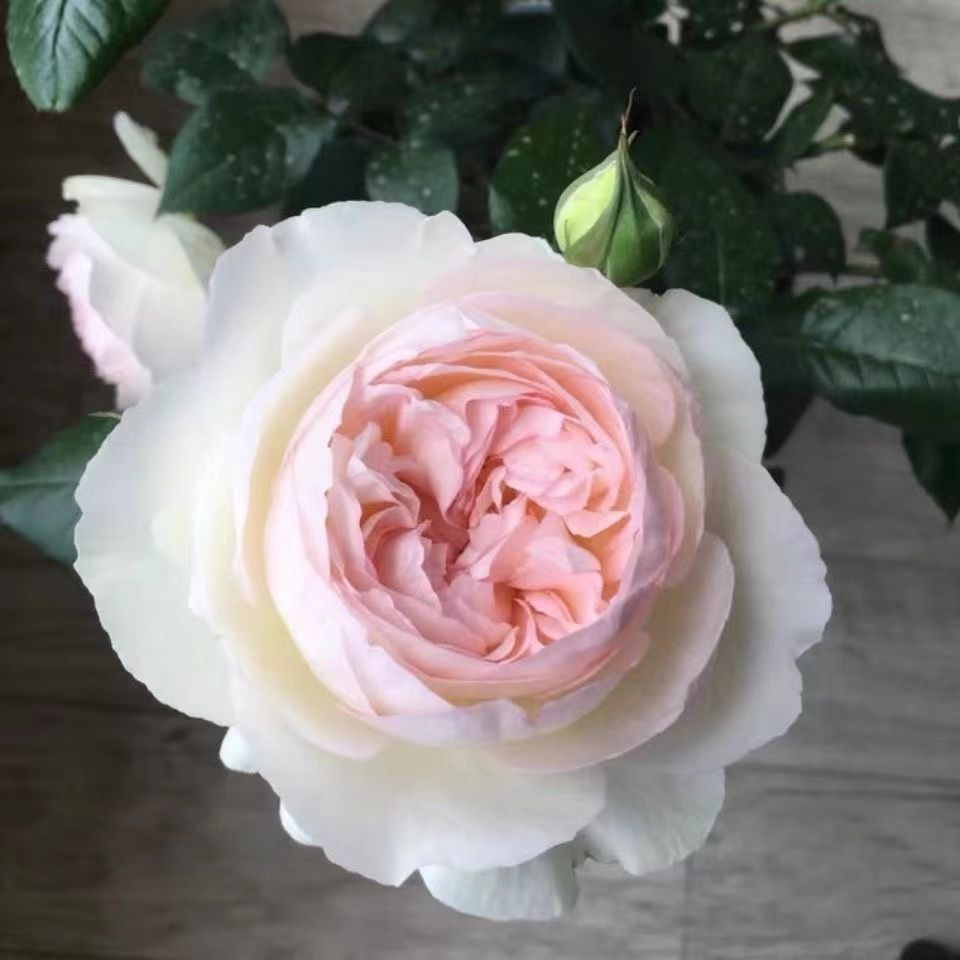 波莱罗月季阳台盆栽浓香型白色玫瑰花苗四季开花好养的丰花欧月