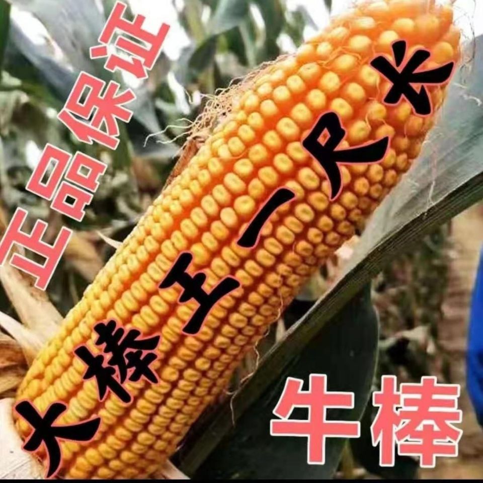 双国审豫禾161高产玉米种抗病抗倒东北包谷种棒子种【2月22日发完】