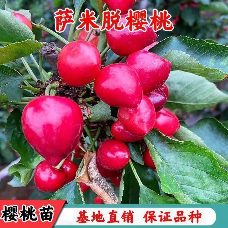农科院新品种大樱桃树苗萨米脱车厘子樱桃苗南北方种植果树苗