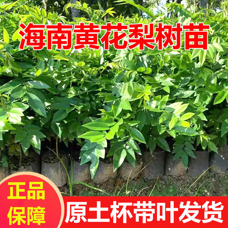 正宗海南黄花梨树苗 红木树苗 黄花梨苗木 黄花梨树 降香树苗批发