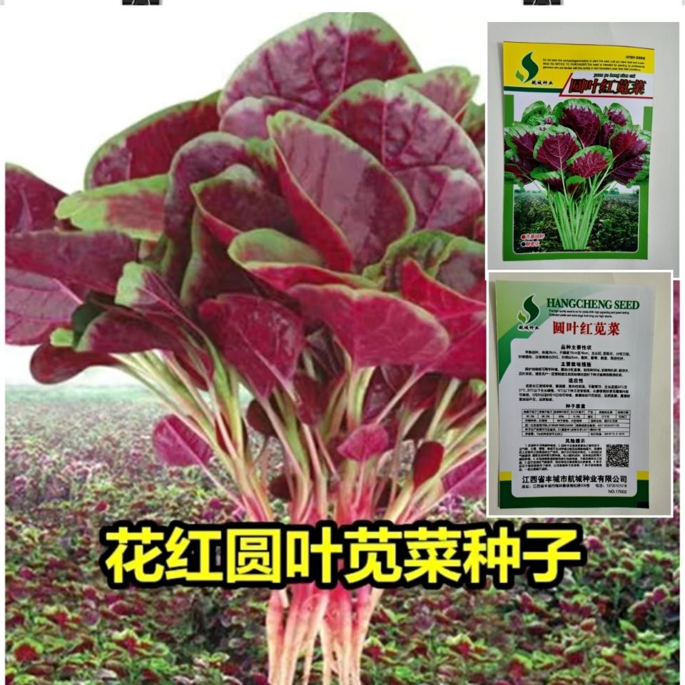 【新花红苋菜种子】四季播高产青菜种子苋菜籽阳台盆栽蔬菜种子