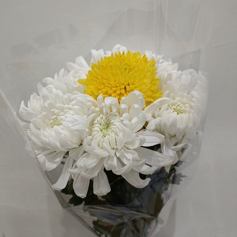 清明节黄白菊花鲜花真花花束文明祭祀扫墓纪念逝者黄菊白菊可搭配
