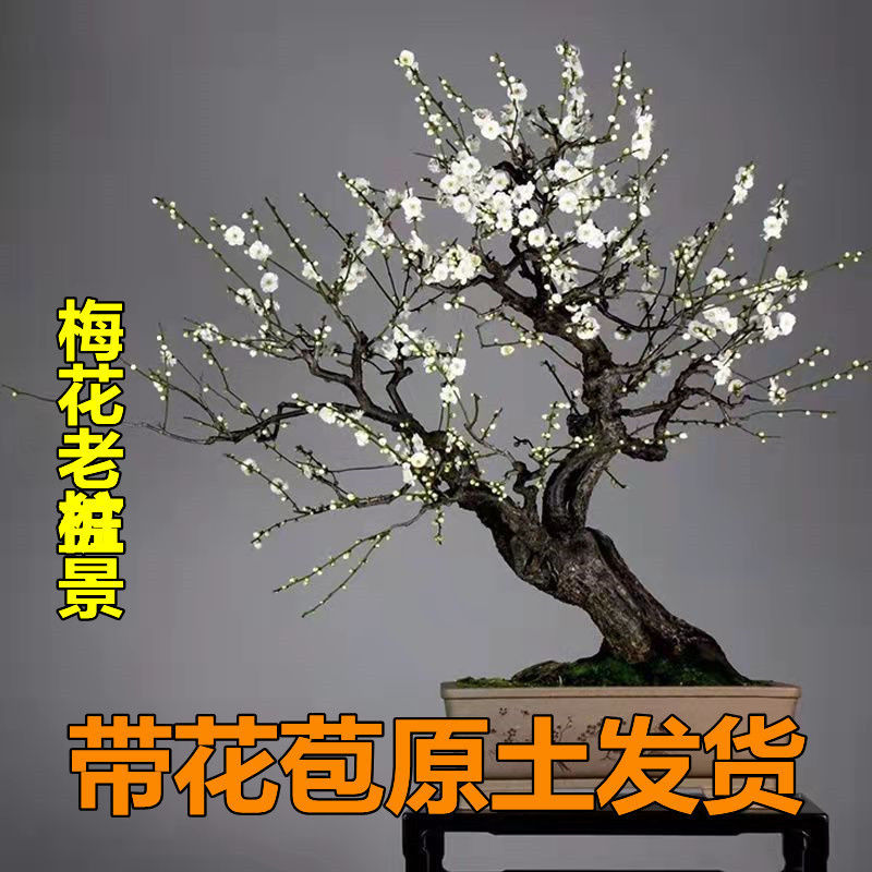【带花苞原生梅花】梅花盆栽盆景老桩盆景耐寒带花苞包活正品