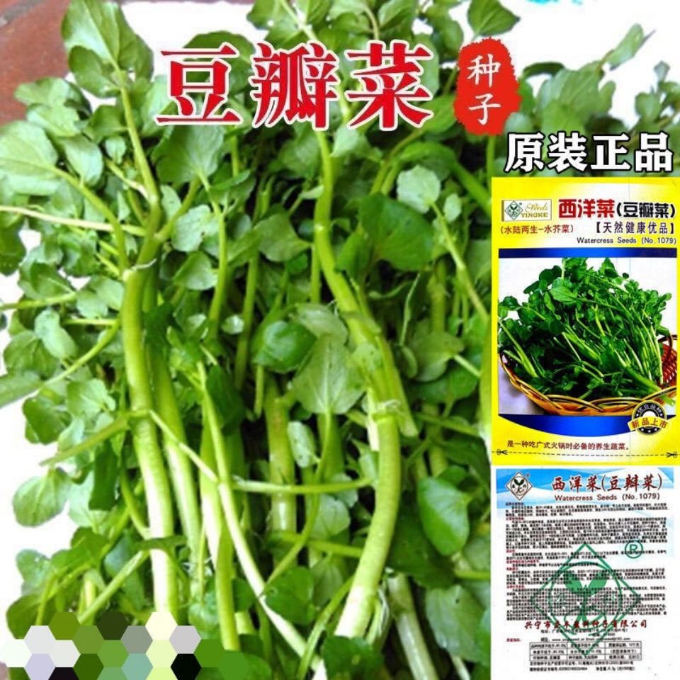 西洋菜种子豆瓣菜种籽脆嫩爽口水生蔬菜种子四季种植