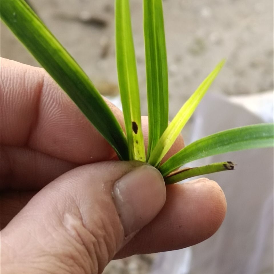 送春兰花朱金黄草带斑