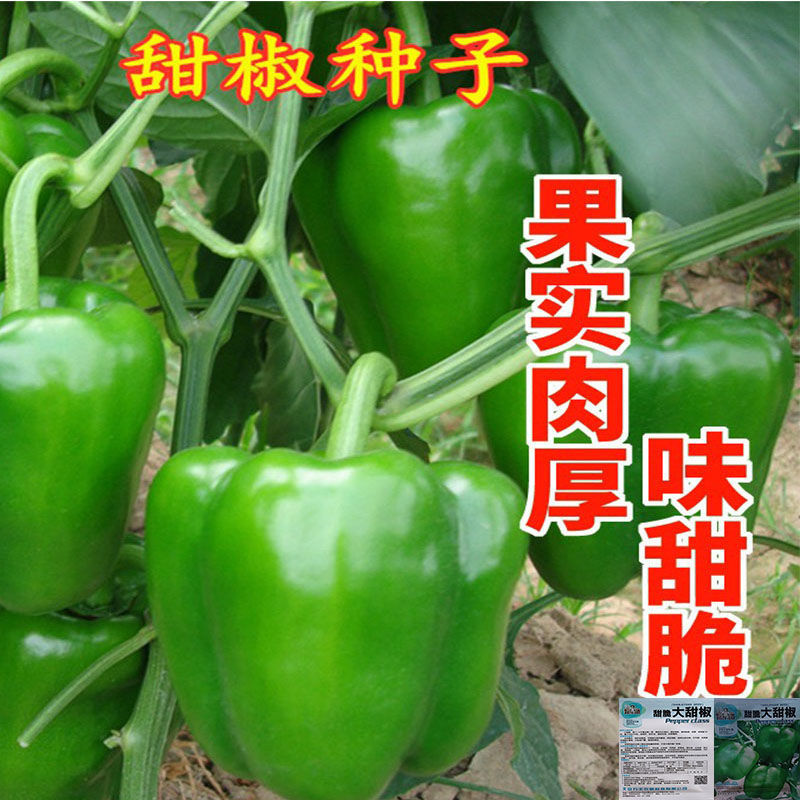 甜椒种子种籽辣椒种子青椒圆椒五彩椒阳台盆栽四季播蔬菜种子