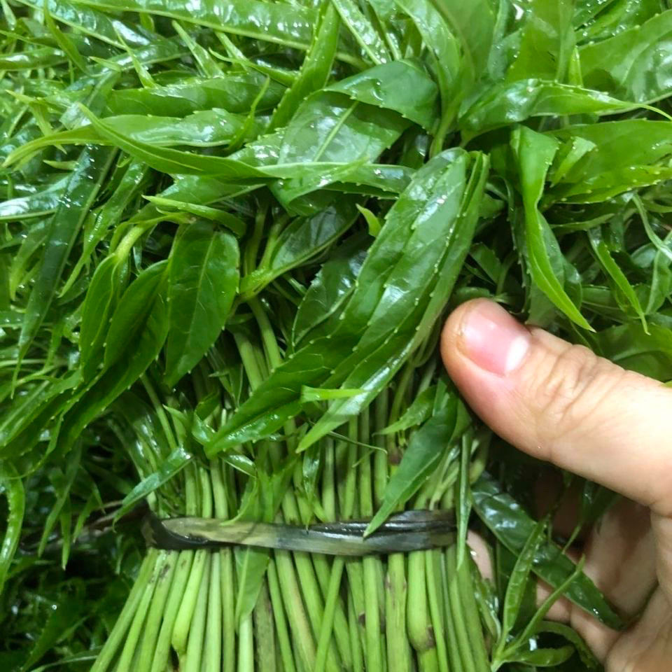 云南德宏山毛野菜特有刷把菜新鲜蔬火镰菜凉拌火锅涮菜炒肉凉拌