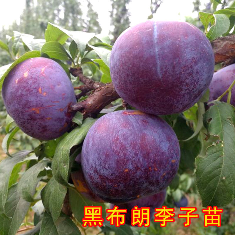 嫁接黑布朗李子苗黑布林李子树苗美国大黑李苗南北方种植当年结果