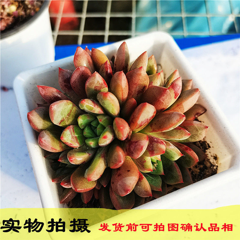 血滴子/血燕血斑糖心周正稀有贵货多肉植物盆栽奇趣肉肉阳台花卉