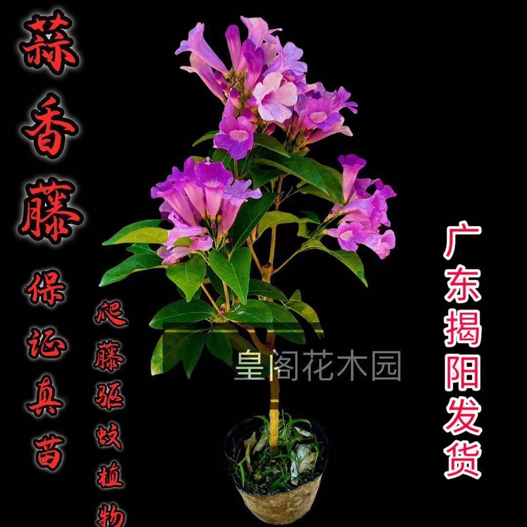 秋冬开花蒜香藤花阳台庭院盆栽蒜香藤紫铃藤爬藤攀援绿植驱蚊花卉 虎窝拼