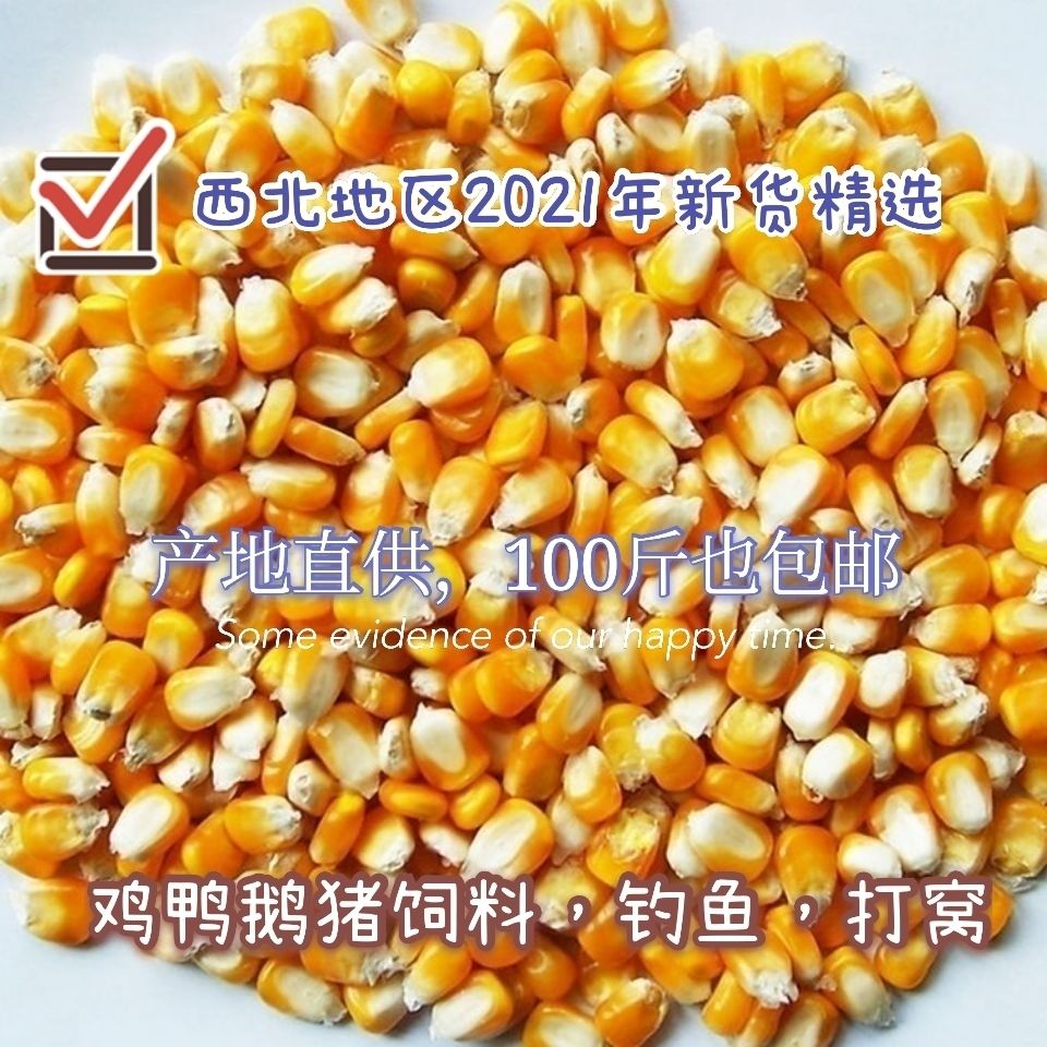 玉米粒批发价50斤装/100斤装大玉米干玉米杂粮饲料2021年新玉米粒