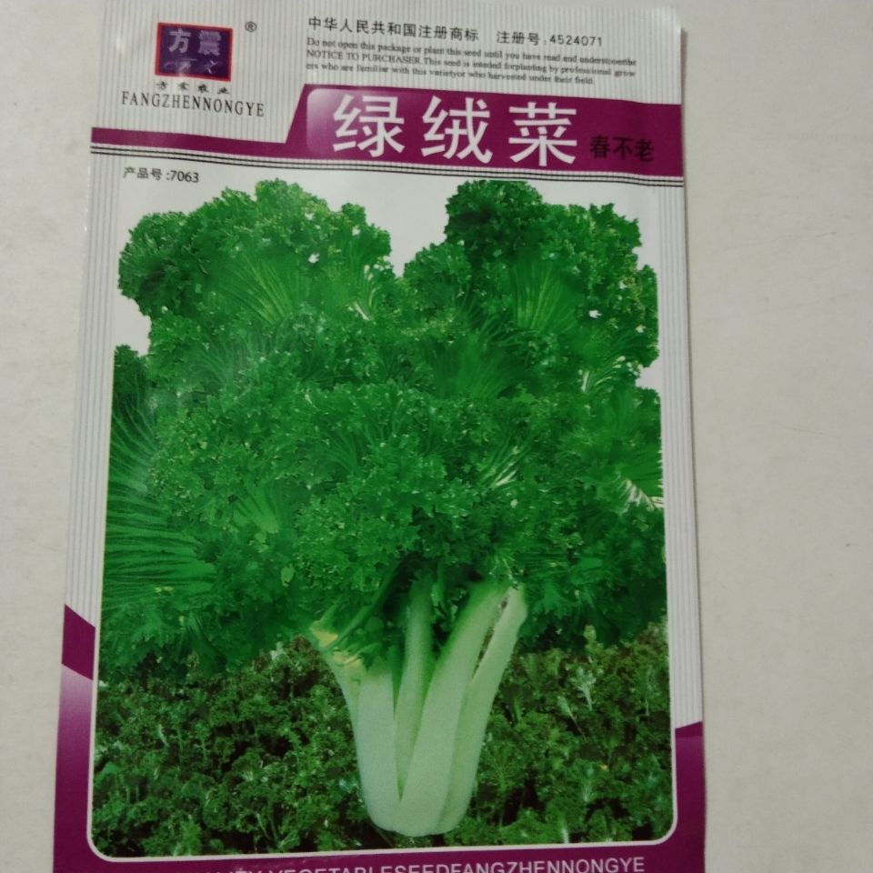 【春不老绿绒菜种子】不易抽苔特色蔬菜籽花菜苔四季保健野菜种子