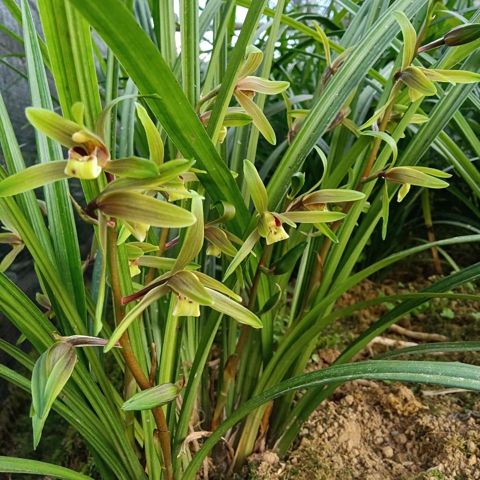 大绿兰根肥叶茂,十一苗,一杆多花很香