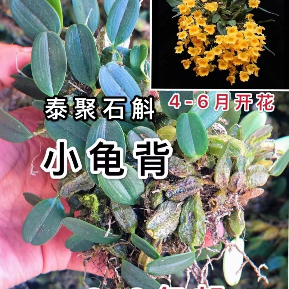 正宗云南黄花小龟背散苗泰聚石斛观赏食用盆栽石斛花卉精品盆栽