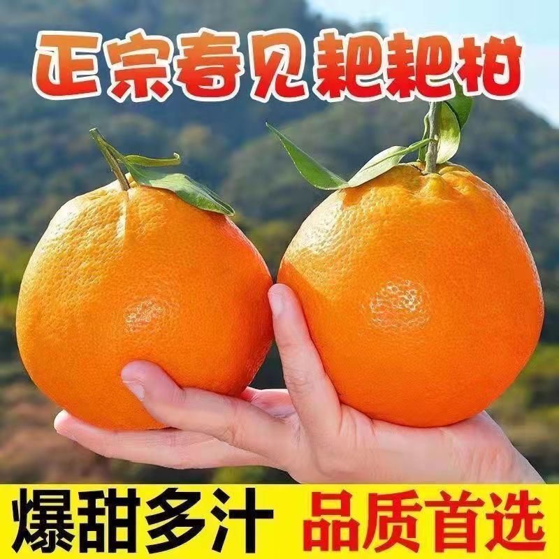 【泡沫箱】四川春见耙耙柑新鲜橘子丑橘粑粑柑当季甜桔子水果整箱
