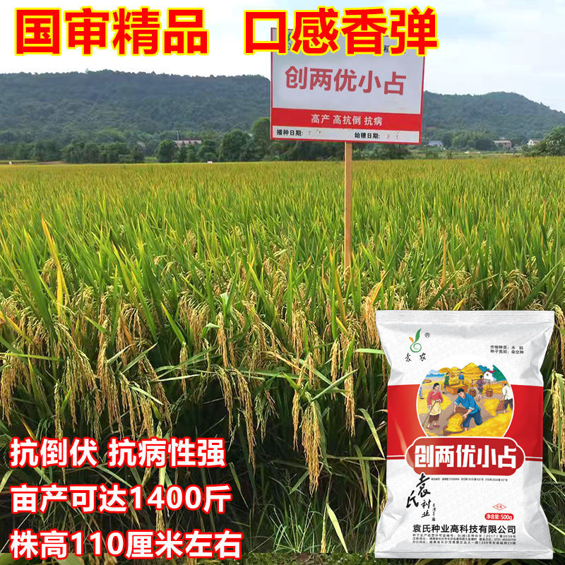 国审创两优小占水稻种子高产抗病抗倒米质优长粒杂交水稻稻谷种子