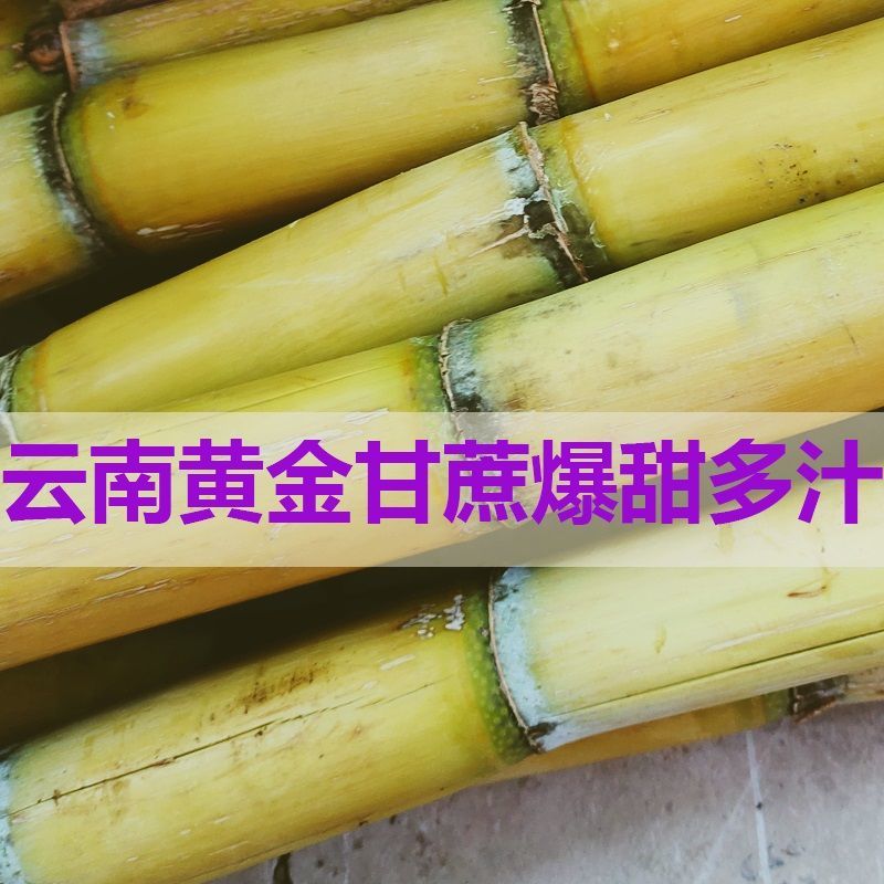 云南黄金甘蔗新鲜当季时令水果孕妇黄皮杆蔗清甜多汁整箱批发非黑