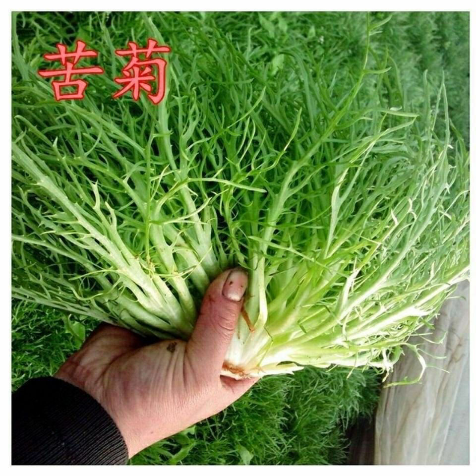 苦菊新鲜蔬菜生吃苦叶生菜新鲜沙拉菜细叶黄心苦苣菜生吃青菜批发