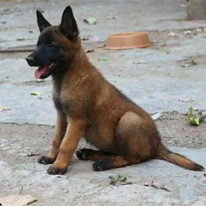 纯种混血马犬精品幼犬幼崽宠物犬活体小狗狗护卫工作犬看家护院【3月
