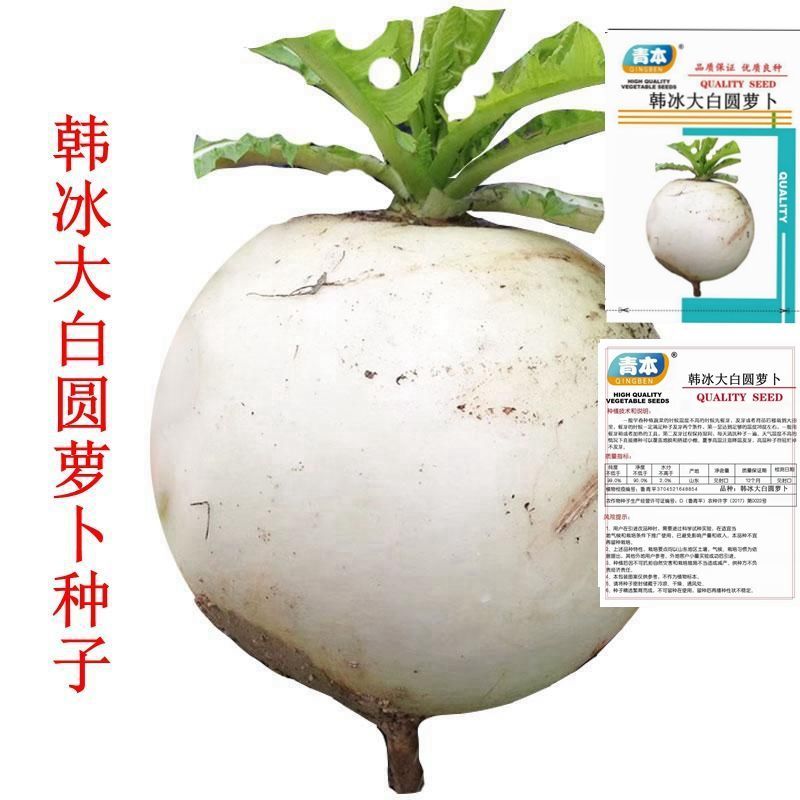 大白圆萝卜种子特大春不老萝卜种籽春秋季白皮冰水果蔬菜孑籽种子
