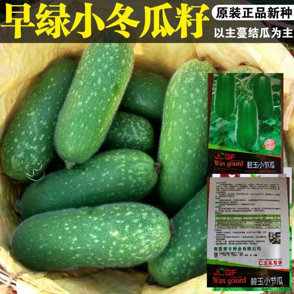 早绿小冬瓜种子毛冬瓜小节瓜迷你水果冬瓜早熟高产四季播蔬菜种孑
