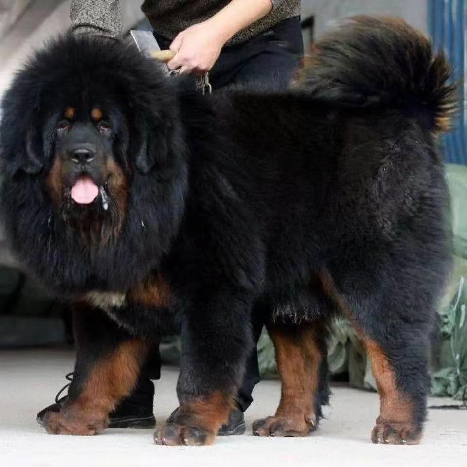 纯种混血巨型藏獒猛犬活体宠物超凶猛藏獒幼犬【3月10日发完】