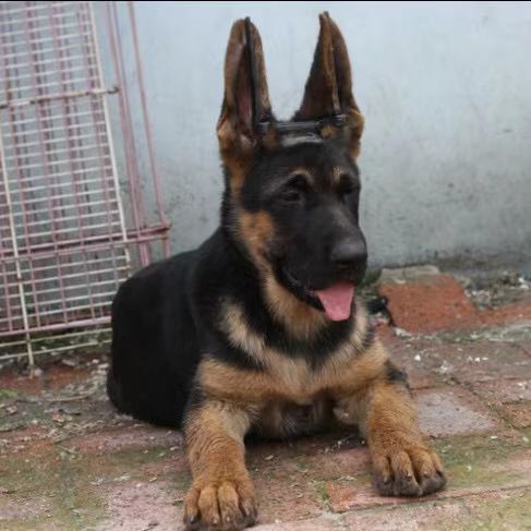 纯种德国牧羊犬幼犬大型放牧犬德牧犬护卫犬德国牧羊犬混血【3月30