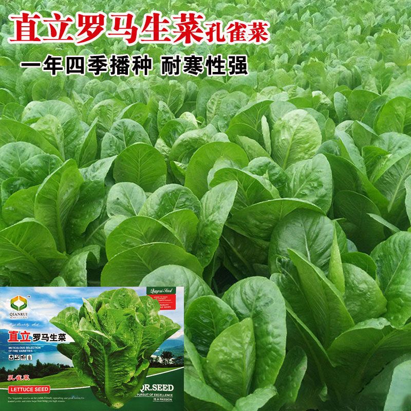 罗马直立生菜孔雀菜种子菜园速生小白菜籽四季盆栽蔬菜种孑青菜