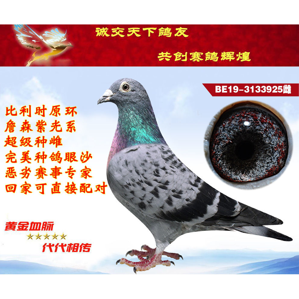 杨阿腾吴淞名家种鸽成绩鸽血统鸽信鸽活体鸽子赛鸽外国鸽原环一对