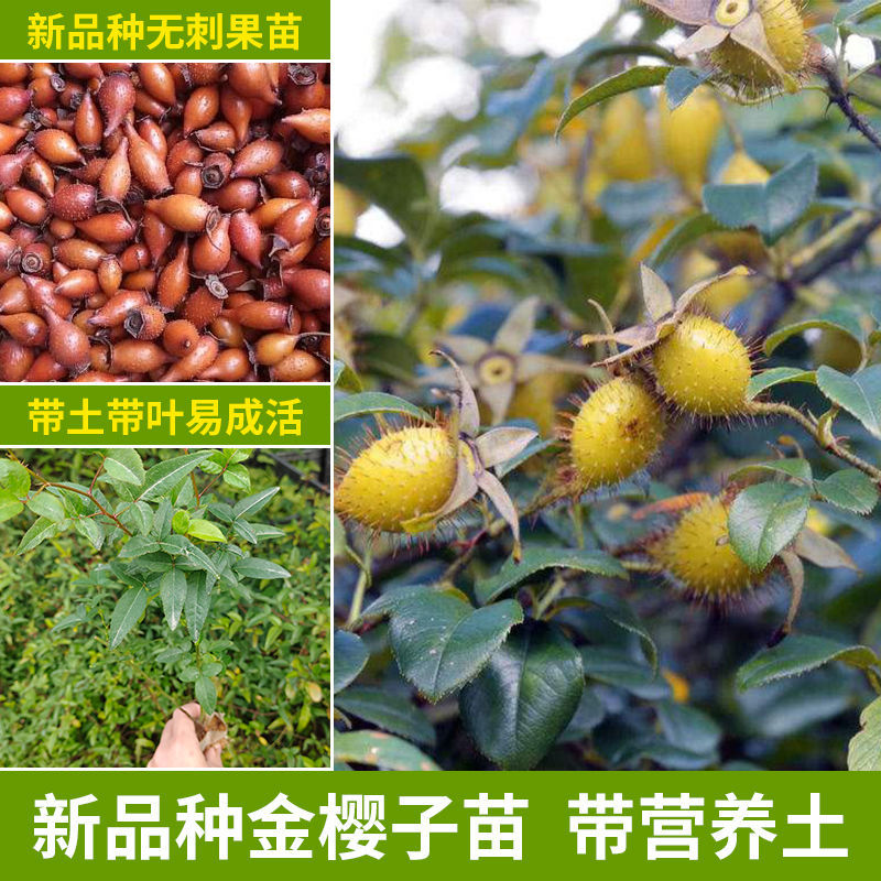 金樱子树苗无刺金婴子野生新鲜带刺植物刺梨盆栽糖罐子泡酒中药材