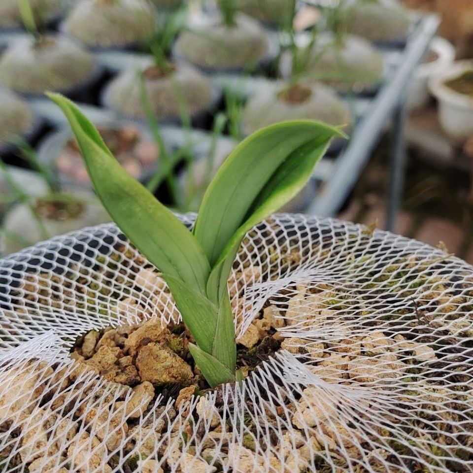 滇西南阳台室内种植盆栽兔耳兰未见花 (兰花)