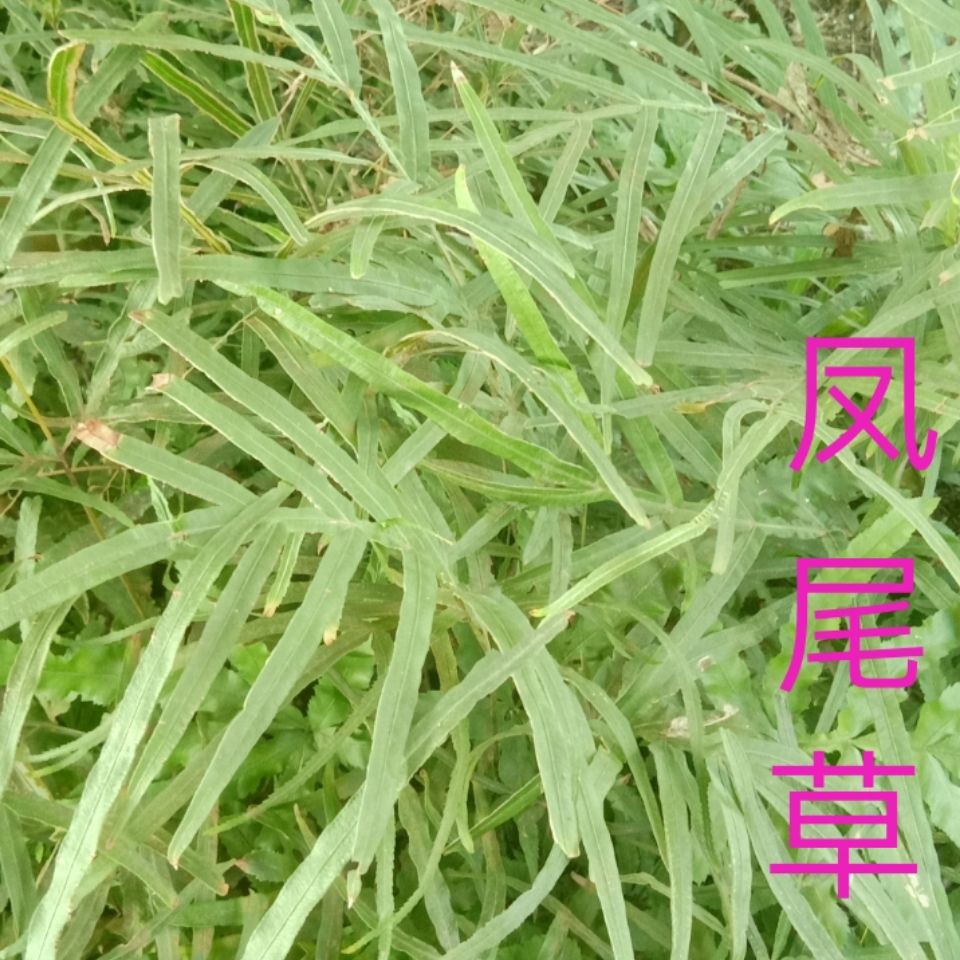 中草药凤尾草 止血长肉 农药种毒 胃肝肠炎 杭肿留 感冒 淋巴结