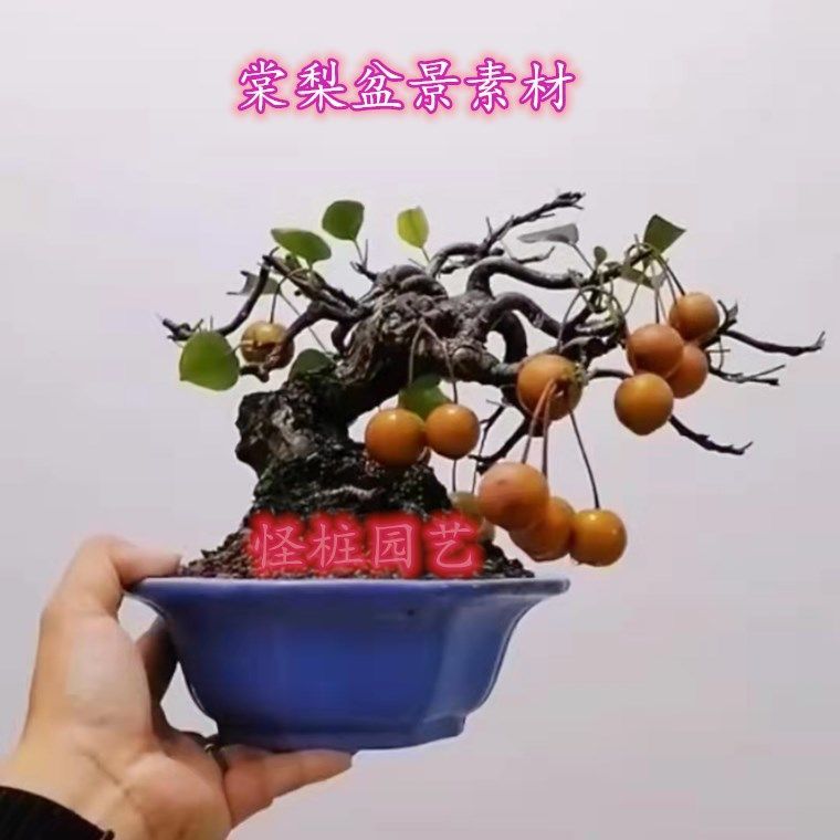 精品暴皮棠梨盆景怪桩矮霸坨坨文人式室内阳台美观花植物果树盆栽